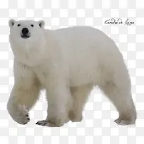 可爱白熊图片-空若网 可爱白熊图片-空若网