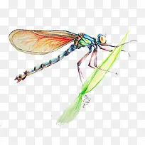 ¶¯Îï-¿ÕÈôÍø ¶¯Îï-¿ÕÈôÍø