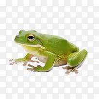 青蛙动物-空若网 青蛙动物-空若网