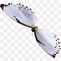 ºûµûÀ¥³æ¹â¾°-À¶É«ºûµû-¿ÕÈôÍø ºûµûÀ¥³æ¹â¾°-À¶É«ºûµû-¿ÕÈôÍø