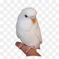 ��ɫ����-������