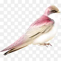 白色小鸟-空若网 白色小鸟-空若网