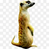 可爱仰头浣熊造型-空若网 可爱仰头浣熊造型-空若网