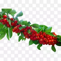 酸樱桃树-西番莲-空若网 酸樱桃树-西番莲-空若网