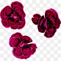 »¨Ô°Ãµ¹åË®²Ê»ºìɫˮ²Ê»-¿ÕÈôÍø »¨Ô°Ãµ¹åË®²Ê»ºìɫˮ²Ê»-¿ÕÈôÍø