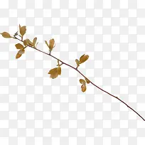 ϸ��֦ʵ��ͼƬ-������