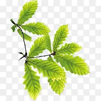 ������Ӱ�ϳ�Ч����ɫ��Ҷ-������