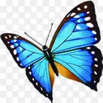 高清矢量摄影海报蝴蝶-空若网 高清矢量摄影海报蝴蝶-空若网