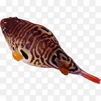 高清摄影海洋里鱼-空若网 高清摄影海洋里鱼-空若网