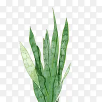 水彩芦荟-空若网 水彩芦荟-空若网