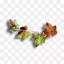 叶电子邮件秋意为妻子-秋叶-空若网 叶电子邮件秋意为妻子-秋叶-空若网