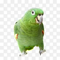 �ɰ�������-������