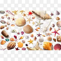 各种海生生物-空若网 各种海生生物-空若网