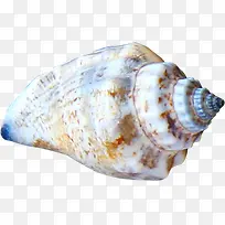 白色海螺素材-空若网 白色海螺素材-空若网