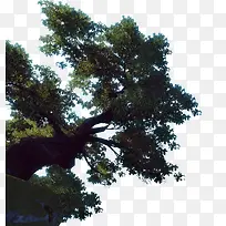 Ҷ����ɫ����-������