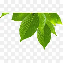 绿色时尚光影装饰-空若网 绿色时尚光影装饰-空若网