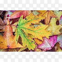 ��ɫ��Ҷ���º���-������