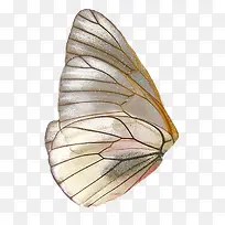 蝴蝶的翅膀-空若网 蝴蝶的翅膀-空若网