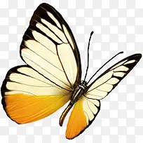 蝴蝶水彩风景无框画-空若网 蝴蝶水彩风景无框画-空若网