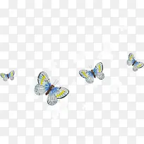 四个白色镶黄蝴蝶-空若网 四个白色镶黄蝴蝶-空若网