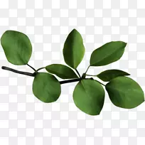 树枝树叶谷歌图片桌面壁纸-四叶三叶草-空若网 树枝树叶谷歌图片桌面壁纸-四叶三叶草-空若网