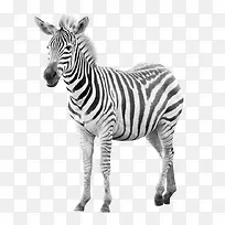 可爱斑马图片素材-空若网 可爱斑马图片素材-空若网