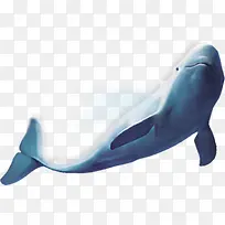 可爱海豚图片-空若网 可爱海豚图片-空若网