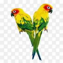 可爱的鹦鹉-空若网 可爱的鹦鹉-空若网