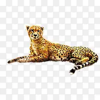 ��ɫ�ɰ��ֻ汪��-������