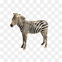 产品实物斑马-空若网 产品实物斑马-空若网