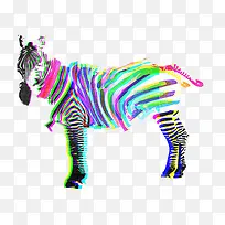 斑马-空若网 斑马-空若网