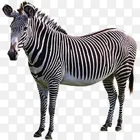 ���ư���������Ӱͼ-������