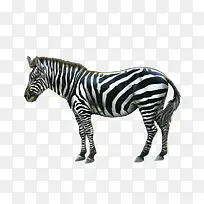 斑马动物-空若网 斑马动物-空若网