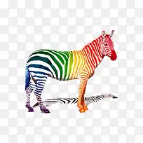 多彩斑马-空若网 多彩斑马-空若网