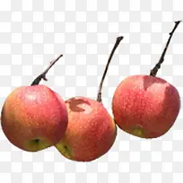 ƻ����֦����ˮ��-������