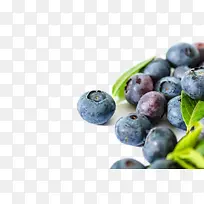 蓝莓-空若网 蓝莓-空若网