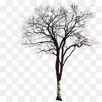 冬季树枝雪景背景-空若网 冬季树枝雪景背景-空若网