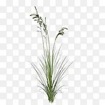 麦穗-空若网 麦穗-空若网