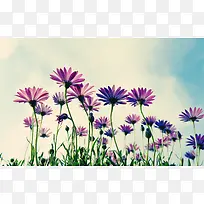 紫色小花可爱唯美-空若网 紫色小花可爱唯美-空若网