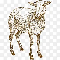 手绘绵羊-空若网 手绘绵羊-空若网