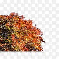 高清摄影风景区枫树林-空若网 高清摄影风景区枫树林-空若网