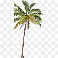 高清摄影风景区的棕榈树-空若网 高清摄影风景区的棕榈树-空若网