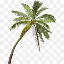 正面摄影风景区的棕榈树高清-空若网 正面摄影风景区的棕榈树高清-空若网