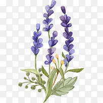 薰衣草水彩 小清新-空若网 薰衣草水彩 小清新-空若网