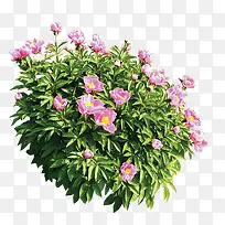 粉花绿草-空若网 粉花绿草-空若网