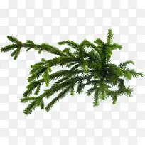 松针松枝松树枝-空若网 松针松枝松树枝-空若网