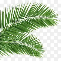 高清摄影绿色棕叶-空若网 高清摄影绿色棕叶-空若网