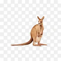 可爱的袋鼠-空若网 可爱的袋鼠-空若网