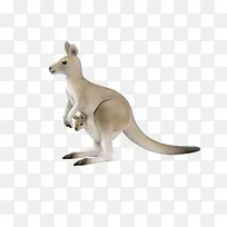 可爱的袋鼠-空若网 可爱的袋鼠-空若网