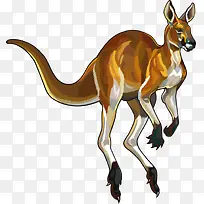 矢量袋鼠-空若网 矢量袋鼠-空若网